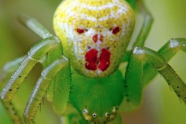 Clown Face Spiders